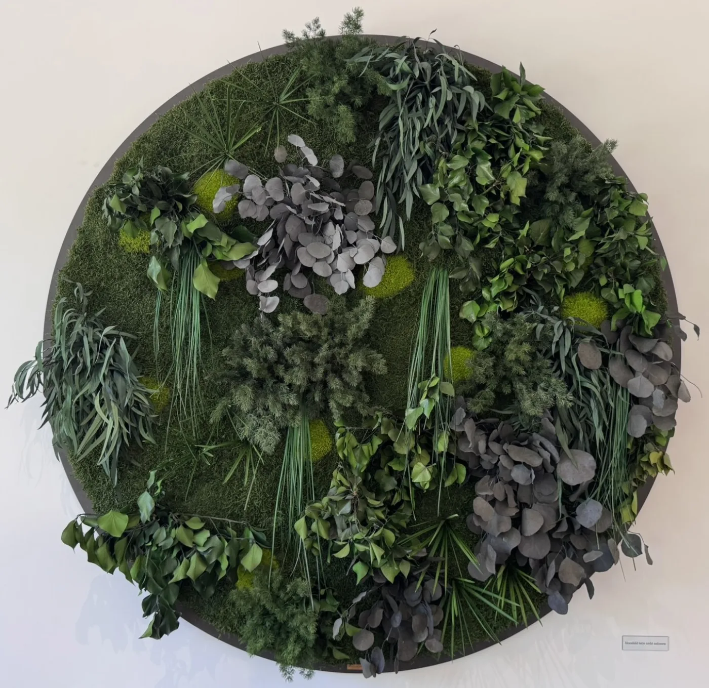 Rundes Moosbild als Wandgestaltung in der Sanima Klinik